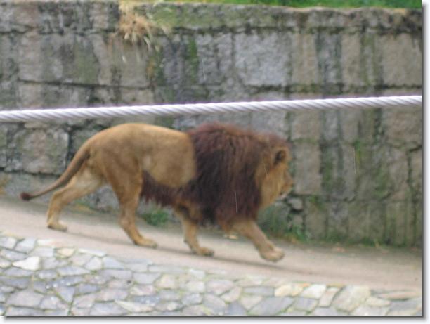 Diapositiva siguiente